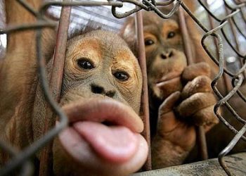 KENAPA SAMPAI PERLU MENGHINA?