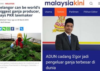 SELANGOR JADI PENGELUAR GANJA TERBESAR DUNIA?